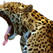 Jaguar PNG file