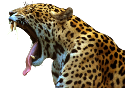 Jaguar PNG Transparent Images - PNG All
