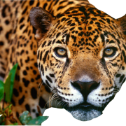 Jaguar png imahe