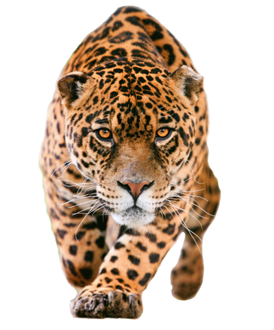 Jaguar PNG Transparent Images - PNG All