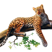 Jaguar png larawan