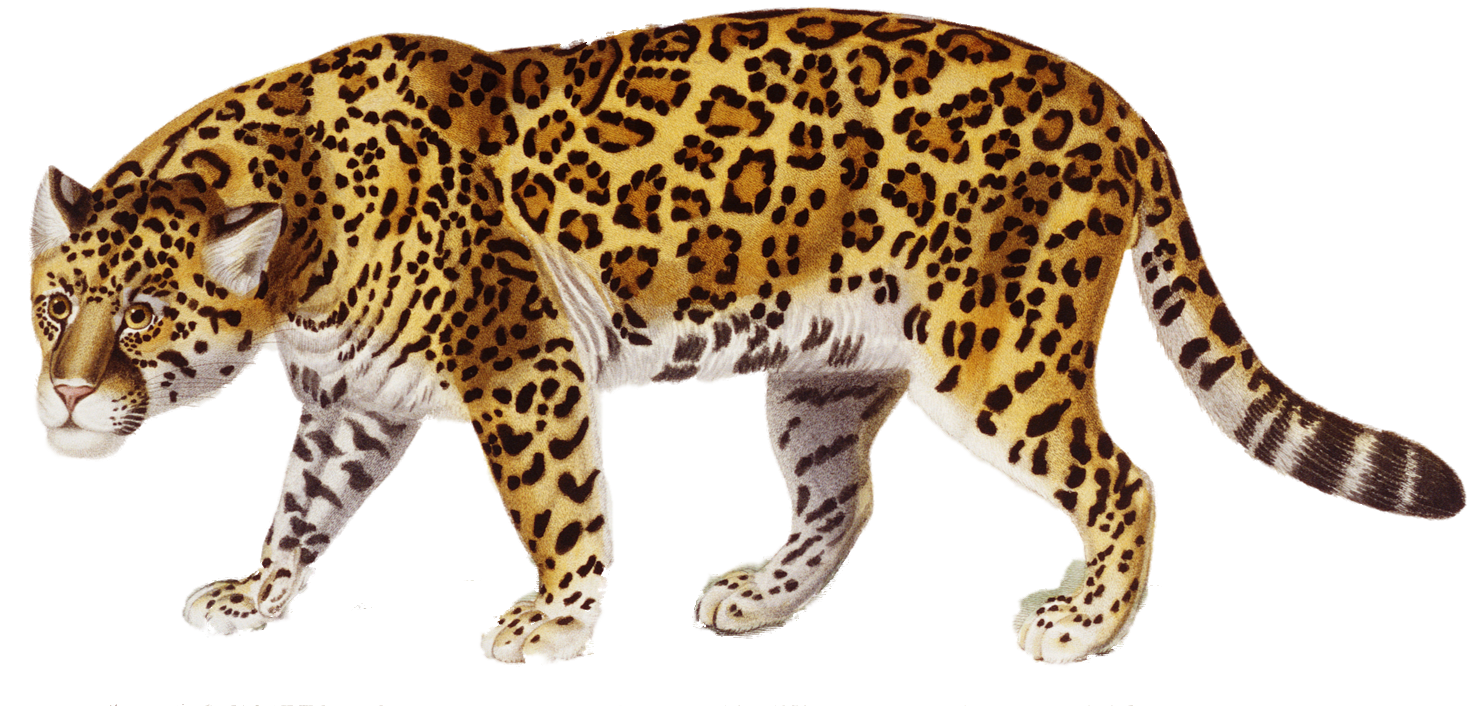 Jaguar PNG | PNG All