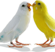 Cinta burung png pic