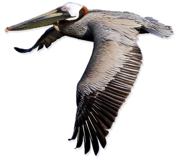 Gambar png gratis pelican