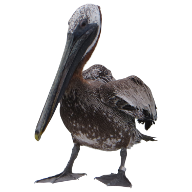 File Pelican PNG