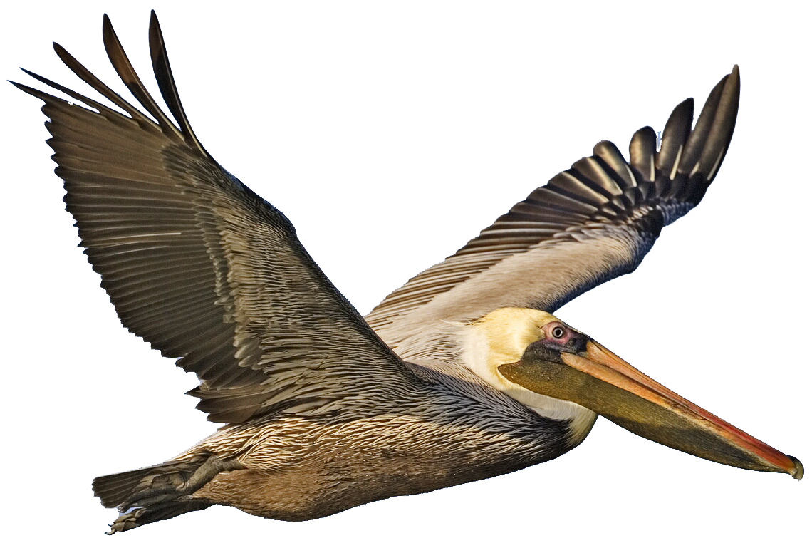 Gambar Pelican PNG