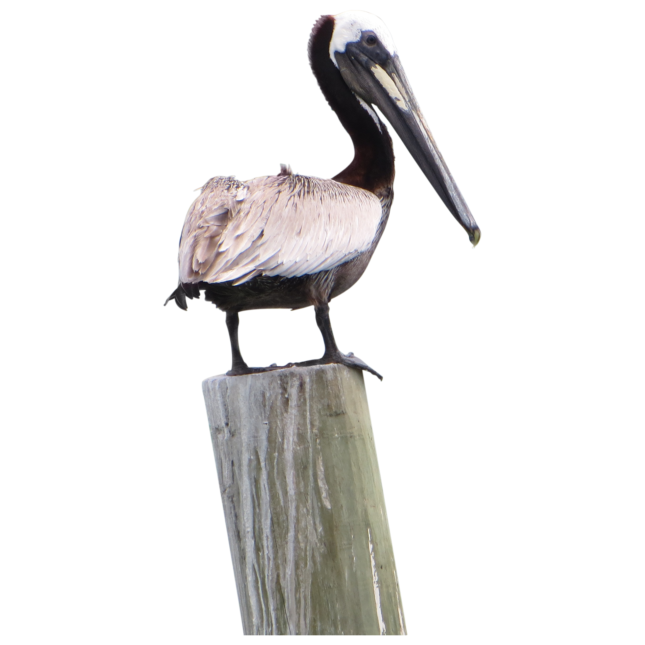PIC PNG Pelican