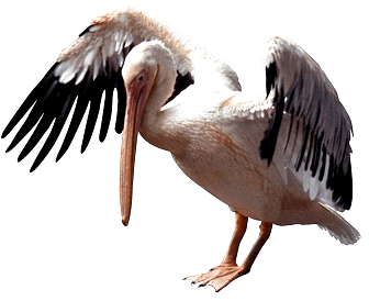 Pelican Transparan