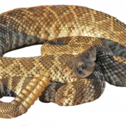 Гремучая змея Png