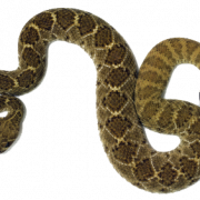 Rattlesnake PNG Clipart