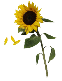 Sunflowers Téléchargement gratuit PNG
