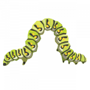 ภาพ Caterpillar Png