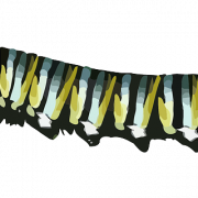 Caterpillar Png Picture