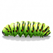 Caterpillar Transparent