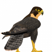 Falcon Free PNG Bild