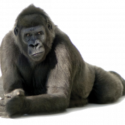 Imagem PNG gratuita de gorila
