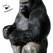 Gorilla png