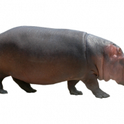 Hippopotamus png صورة مجانية