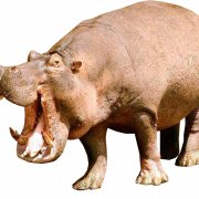 ไฟล์ hippopotamus png