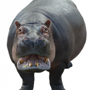 Hippopotamus png изображение
