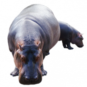 Hippopotamus transparente