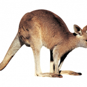 Kangaroo libreng pag -download png