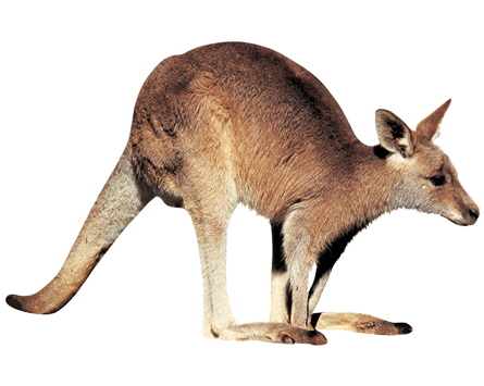 Kangaroo libreng pag -download png