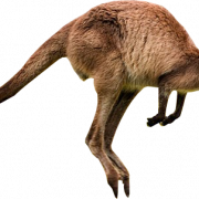 Kangaroo png larawan
