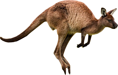 Kangaroo png larawan