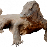 Komodo Dragon PNG Bild