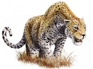Leopardo descargar png