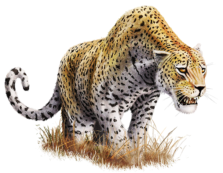 Leopard PNG Transparent Images - PNG All