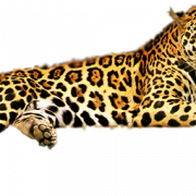 Leopard unduh gratis png