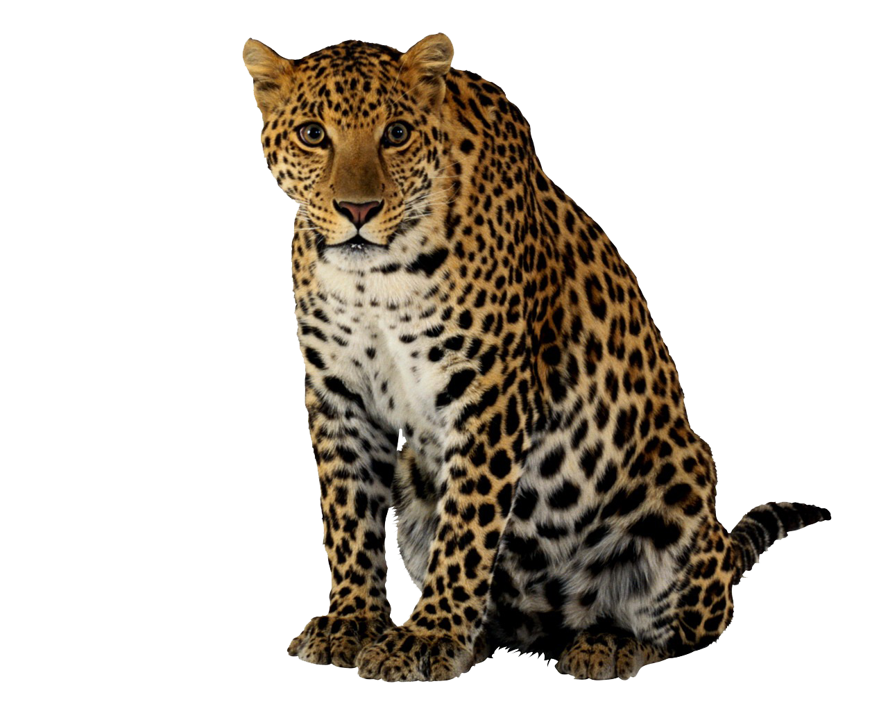 Leopard Print Png - Tarsha Barrios