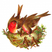 Nest Png Pic
