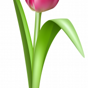 Tulip бесплатно скачать пнн