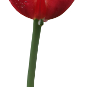 ПНГ изображение без тюльпанов