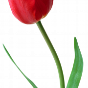 Tulip PNG изображение