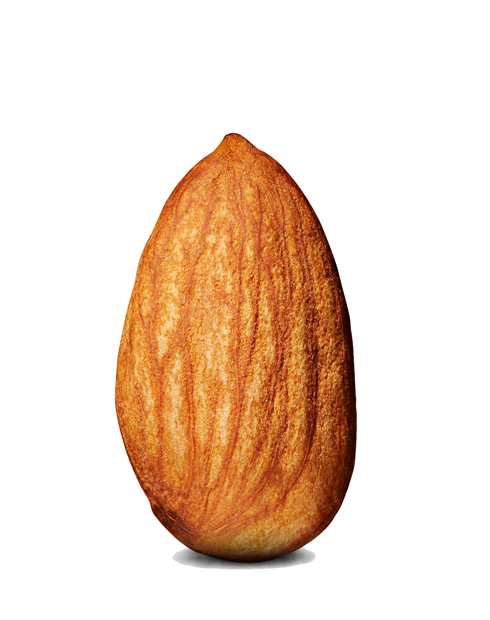 Almond PNG Image - PNG All | PNG All