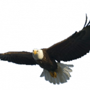 Imagen PNG gratis de Águila calva