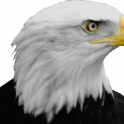 PNG de águila calva