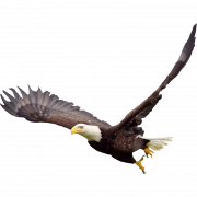 Imagen de png de águila calva