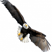 Águila calva transparente