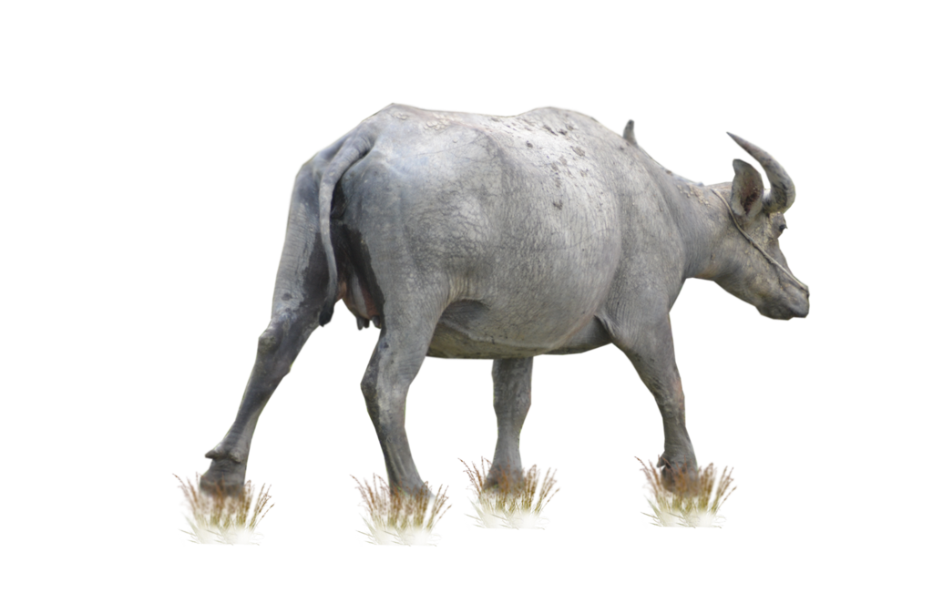 Buffalo PNG Transparent Images | PNG All