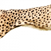 Cheetah download PNG