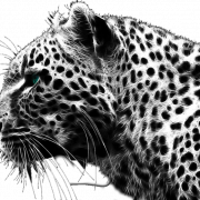Descarga gratuita de Cheetah PNG