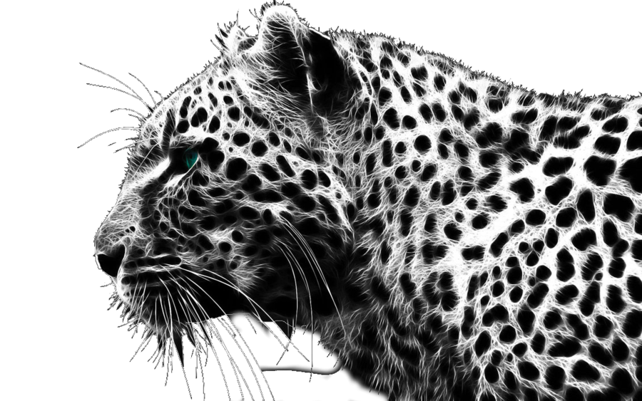 Cheetah gratis download PNG