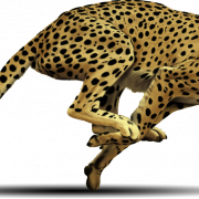 Cheetah gratis PNG -afbeelding