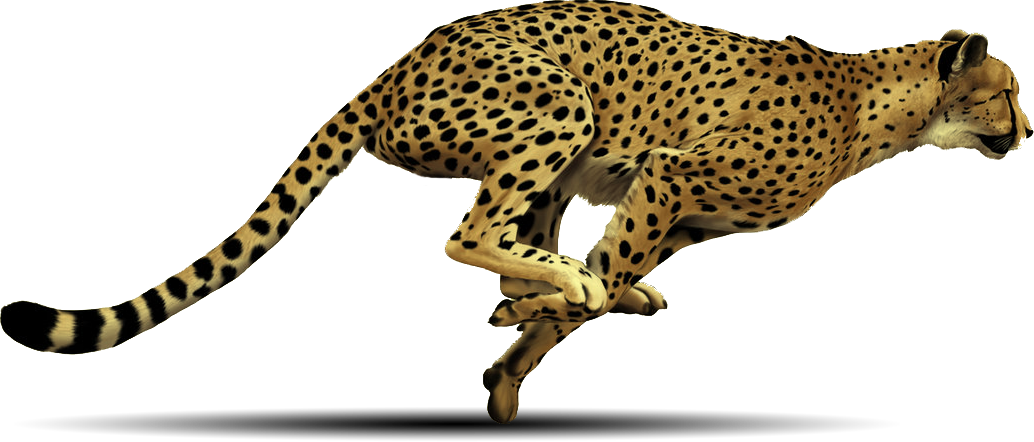Cheetah gratis PNG -afbeelding