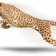 Cheetah hoogwaardige PNG